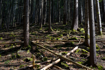 Pine forest with fallen trees.