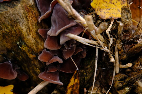Edible mushrooms known as Wood ear, Jews ear or Jelly ear Auricularia auricula-judae in autumnal forest.