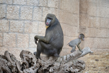 Colorful Mandrill mother and child