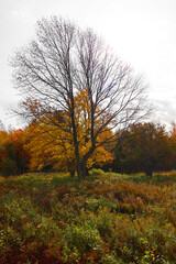 Fall landscape eastern townships Quebec province Canada