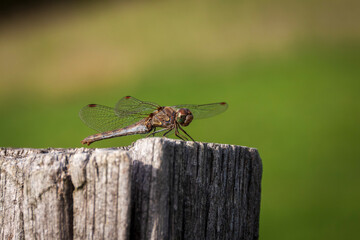 Romage 10 2022 dragonfly, streaked sympetrum, resting on the wooden post of a fence