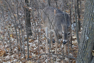 baby deer eating in the woods