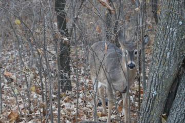 baby deer startled in the woods