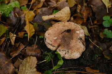huge mushroom lepista nuda, also clitocybe nuda wood blewit mushroom in the autumn forest day. Mushroomer mushroom in the forest