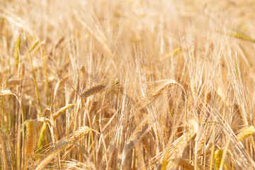 Wheat. Golden field of cereals ready for harvest. Grain crops. Spikelets closeup, sunny June. Important food grains