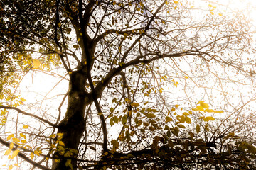 Baum mit Herbstlaub und weißem Himmel