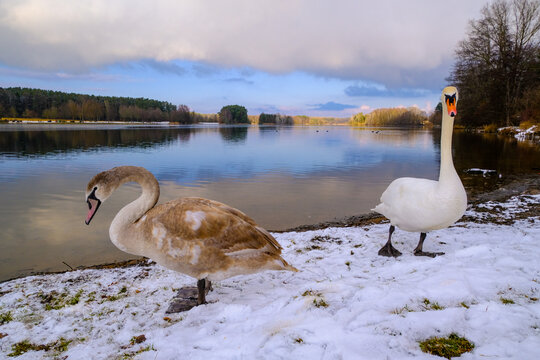 Schw&auml;ne am Rothsee