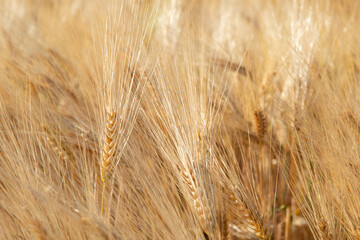Wheat. Golden field of cereals. Grain crops. Spikelets closeup, sunny June. Important food grains