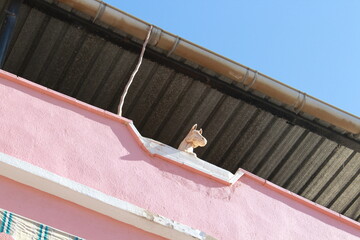 Horse sculpture on the balcony.
