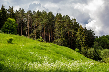 Picturesque view of a green slope and a pine forest growing on a hill