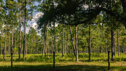 Florida trees and forests