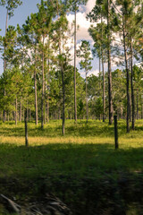 Fototapeta premium Florida trees and forests