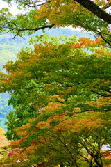 紅葉