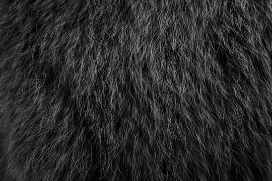 thick fur of a bear skin, processed in black in Photoshop. black hair background.