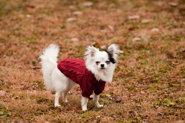 Obraz premium Beautiful long hair Chihuahua with a red woollen sweater in the fall season. White and black longhair Chihuahua sporting a red outfit in the autumn leaves.