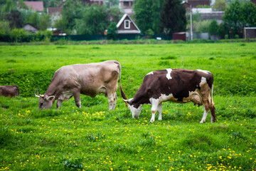 Pair of cows grazing in a meadow near a farm, rural landscape