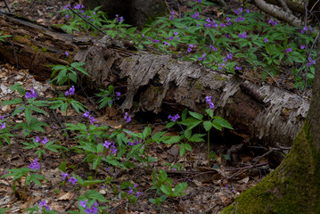 Rotten tree in spring.