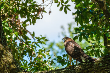 Juvenile Mississippi Kite Vocalizing While perched on a Large Branch of a Live Oak Tree in New...