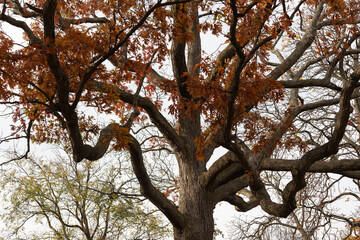 oak tree, autumn