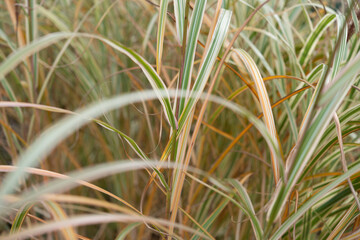 ornamental grass bush in autumn