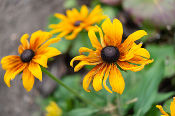 rudbeckia blossoms 