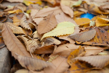 autumn leaves close up