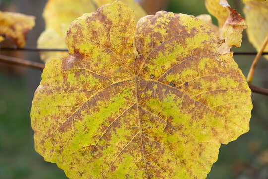 autumn vine leaf