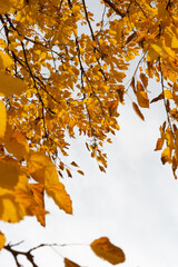 autumn mulberry leaves on a cloudy sky
