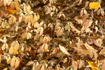 golden leaves background