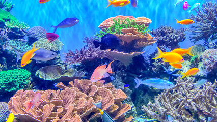 Fototapeta na wymiar Coral reef aquarium with small fishes