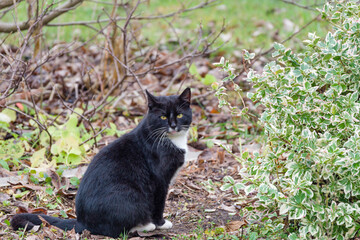 Naklejka na ściany i meble A black kitty with white paws is sitting in the garden against the background of the autumn landscape