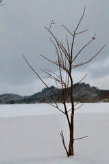 Life force of winter
