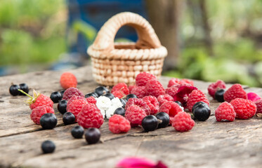 Ripe, juicy red raspberries and black currants are beautifully scattered on wooden boards. Clay basket and delicious berries.