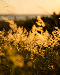 A golden hour shot of sea oats gracefully whistling in the wind on Captiva Beach.