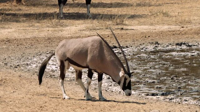 South African oryx, or oryx gazella, or Oryx beisa, or Gemsbok, antelope, pooping near a waterhole in Kgalagadi Transfrontier Park, South Africa