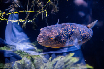 pufferfish in tank at Newport aquarium