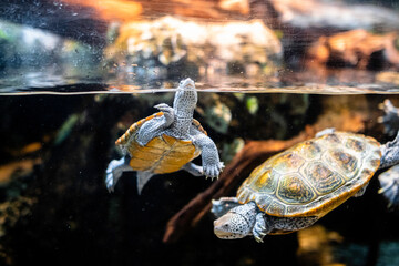 Sea turtle swimming down at newport aquarium