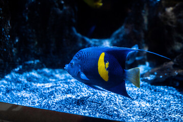 fish swimming around at Newport aquarium