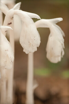 Beautiful bunch of white indian pipes (Monotropa uniflora) against a blurry background. Group of ghost pipes Monotropa uniflora plants in the woods.