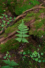 Vertical image of fern leaves growing in the middle of the forest between the trees. Earth day and love for nature concept