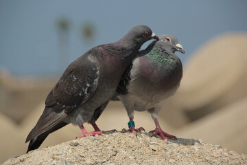 pigeon on the beach