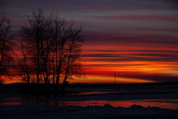 Colorful sunset in prairies with bare winter tree silhouettes.