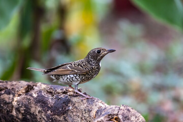 Female White-throated Rock Thrush