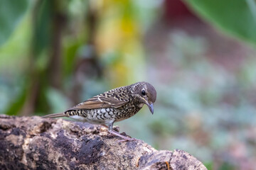 White throated rock thrush during migrating season