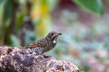 White throated rock thrush during migrating season