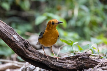 Orange-headed  Thrush