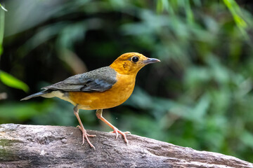 Orange-headed  Thrush