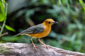 Orange-headed  Thrush