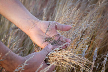 Farmer is collecting with hands ripe fescue seeds in the field.
