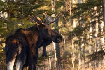 Moose with big antlers is in the boreal forest and looking back.